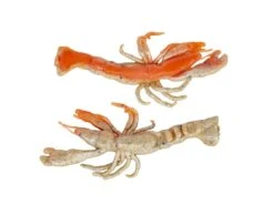 Berkley Gulp! Ghost Shrimp 9 Berkley Gulp! Ghost Shrimp -Strike King Store berkley natuarlwithsparkle gulpghostshrimp 10 30 brk 10003c