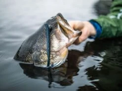 Googan Baits Blazin' Worm 9 Googan Baits Blazin' Worm -Strike King Store lifestyle blazinworm googanbaits bt6a0442