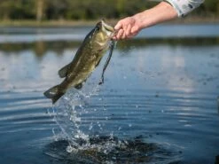 Googan Baits Blazin' Worm 8 Googan Baits Blazin' Worm -Strike King Store lifestyle blazinworm googanbaits bt6a4961