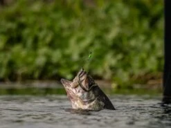 Googan Baits Green Series Weight Stops -Strike King Store lifestyle googanbaitsterminal stoppers fish 01