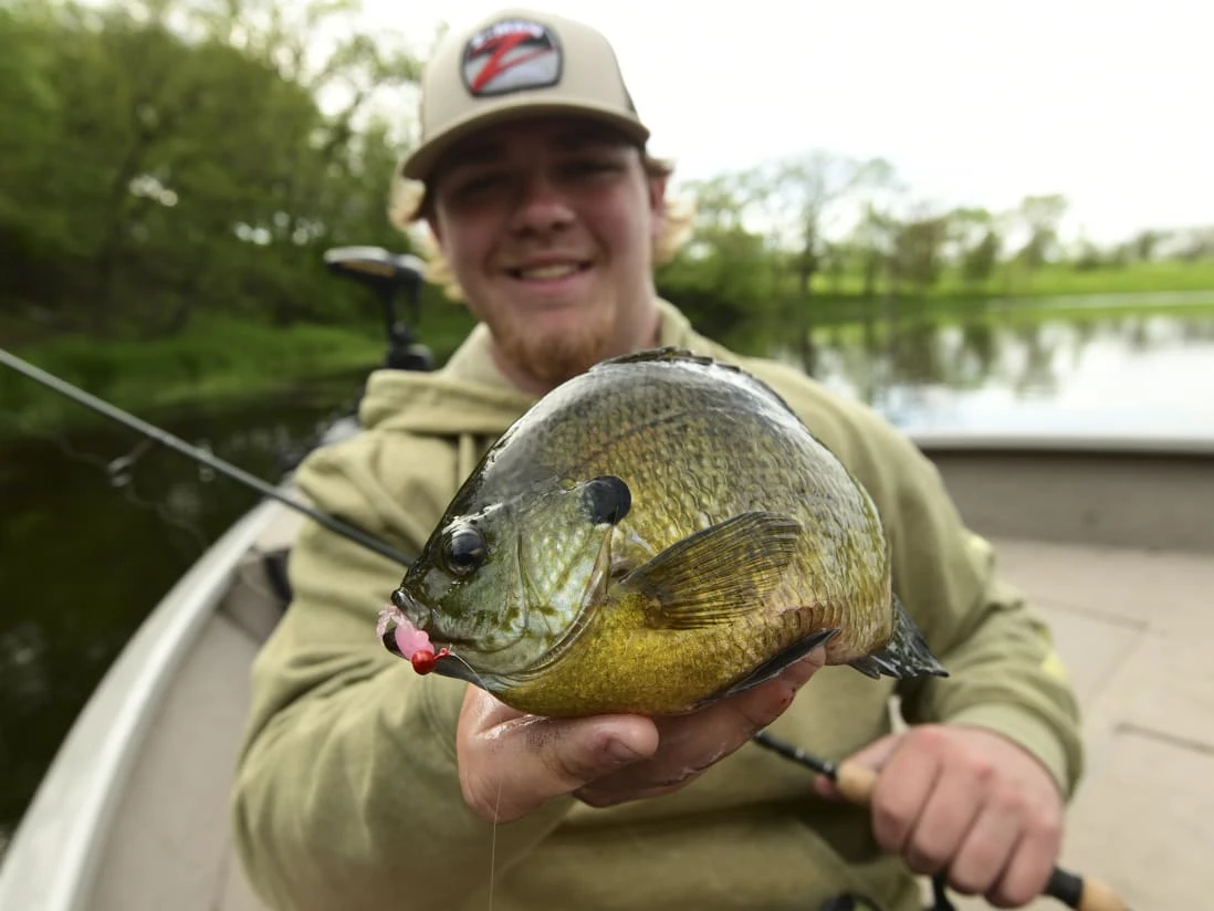 Z-Man Larvaz 8 Z-Man Larvaz - Image 6