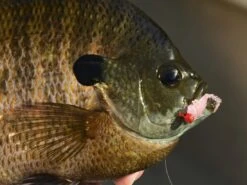 Z-Man Larvaz 15 Z-Man Larvaz -Strike King Store lifestyle larvaz zman fishmouth 1