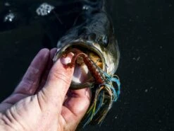 Z-Man Midwest Finesse Swim Jig 10 Z-Man Midwest Finesse Swim Jig -Strike King Store lifestyle midwestfinesseswimjig zman bluegill 3