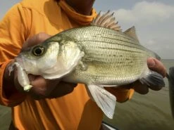 Z-Man Stingerz -Strike King Store lifestyle stingerz zman fishmouth 1