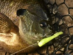 Z-Man Tiny Ticklerz 14 Z-Man Tiny Ticklerz -Strike King Store lifestyle tinyticklerz zman closefish 1