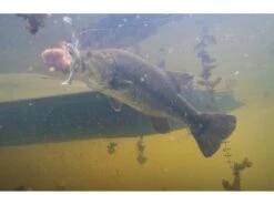 Googan Baits Saucy Swimmer -Strike King Store photo jul 16 5 33 35 am