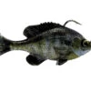 Savage Gear Pulse Tail RTF Bluegill 2 Savage Gear Pulse Tail RTF Bluegill -Strike King Store pulsetail rtf bluegill ghostgill 1